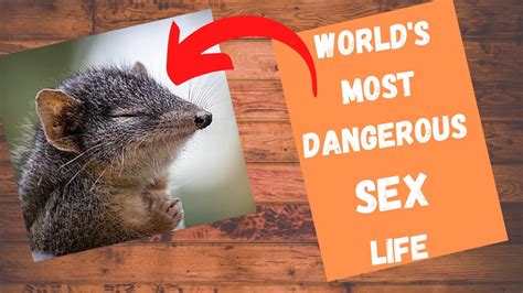 The Top 10 Horniest Animals 